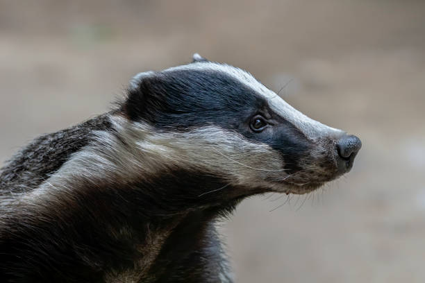 Close-up of a beautiful European Badger (Meles meles)  near its burrow in the forest, Germany, Europe. Side view.