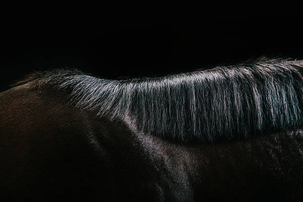 Detail / close up shot with studio lighting of a horse's mane and upper part of the neck. Makes a nice abstract shape or background for equestrian topics.