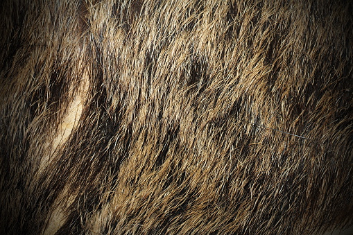 beautiful texture of wild boar ( Sus scrofa ) fur with vignette