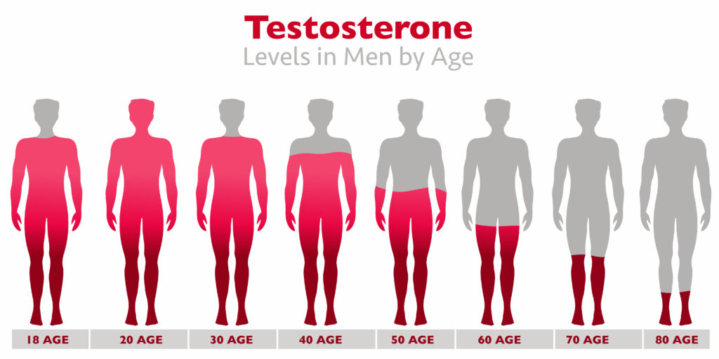 Testosterone Levels. Testosterone rates in the body of men with age. high and low levels. Gray silhouette of male, red occupancy rate. Growth, aging, sexual health, libido ratio. Illustration vector