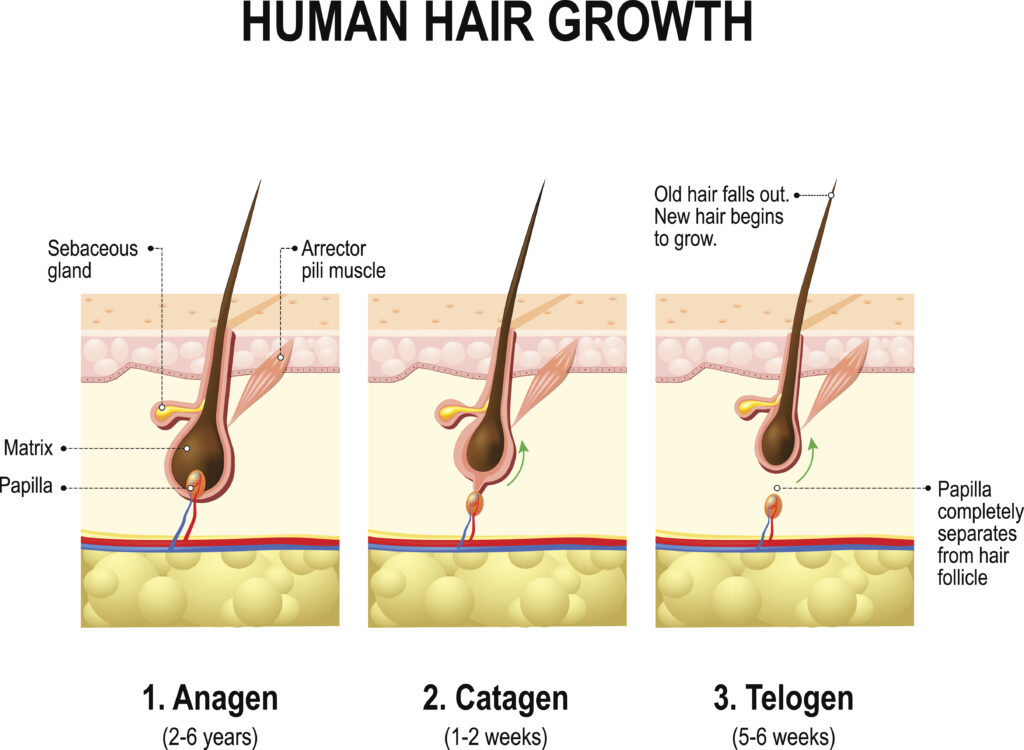 Hair growth. anagen is the growth phase; catagen is the regressing phase; and telogen, the resting or quiescent phase. Vector diagram
